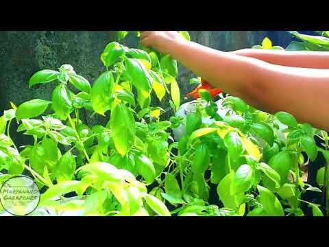 HOW I DRY BASIL LEAVES USING AIR FRYER
