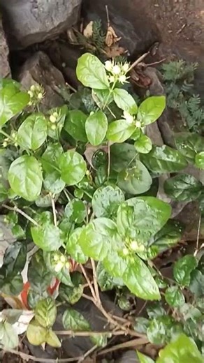 Mogra flower blooming 🌿🥰🤍 #ytshorts #plantsofindia #shortvideo #nature #mogra #jasmine #gardening