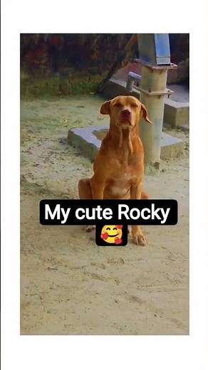 you are my friend 😍# Libra dog # short video ❤️