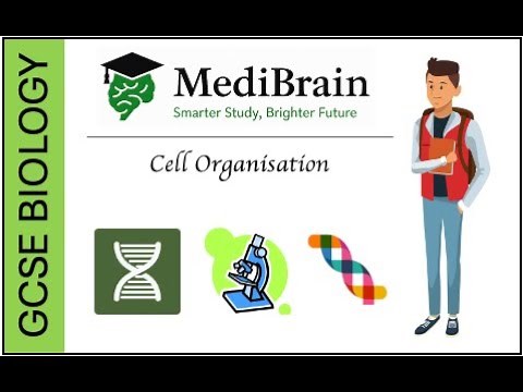 GCSE Biology: Cell Organisation Exam Questions