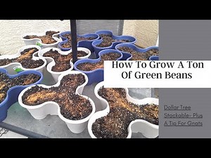 How To Grow A Ton Of Green Beans In A Small Space - Dollar Tree Stackable- Plus A Tip For Gnats