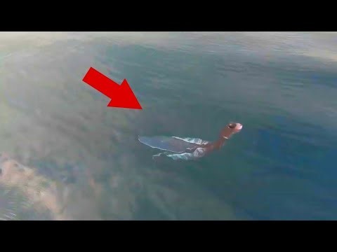 10 Creepy Creatures Caught on Camera for the First Time