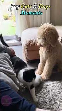 Top Cat & Dog Moments | Cutest & Funniest Duo Clips! #cat #funny #pets #cute #dog