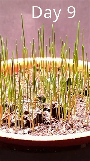 13 Days of Growing Cat Grass – From Seed to Fully Grown