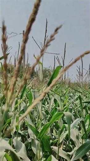 the field of 🌽 corn