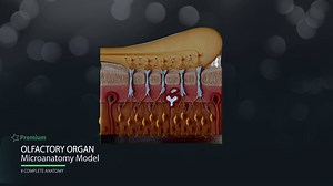 15 reactions | 14 microanatomy models that explore the most minute details of the human anatomy, right down to the cellular level. Experience the most intricately detailed and medically accurate micro-anatomy models ever created, including the blood vessel, tooth, suprarenal gland, skin and more. Try Complete Anatomy 2020 for FREE today at www.3d4medical.com #CompleteAnatomy #anatomy #physiology #medicaleducation #histology #MedTech #meded #3D | Complete Anatomy | Facebook