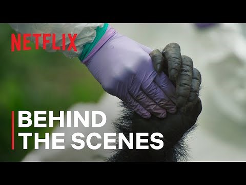 The Death of Pork Pie | Chimp Empire | Netflix
