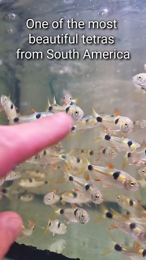 The bucktooth tetra (Exodon paradoxus) ☠️ Available at Aquarium-Dietzenbach #werbung #exodon #paradoxus #oliverknott #okaqua #okisback #aquascape #aquarium #aquascaping #aquariumhobby #aquariumtank #aquariums #akvaryum #instapet #myhobby #aquariumfish #instafish #tropicalfish #aquatic #aquaticlife #fishtank #fishkeeping #freshwaterfish #aquaticplants #aquariumplants | Oliver Knott