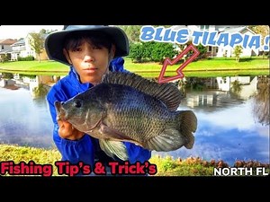 EXOTIC TILAPIA IN NORTH FL (*Basic tilapia fishing guide*)