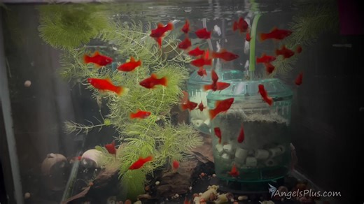 For more info: https://angelsplus.com/products/swordtail-pair | Angels Plus