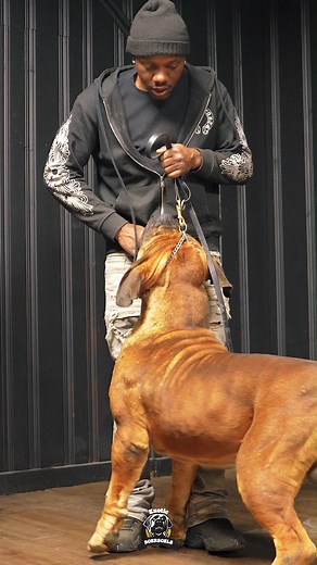 Mastering the right way to train a Boerboel.💪🏾 #thursday #thursdaymorning #Thursdays #thursdayfun #thursdaygrind #feature #mastiff #dogs #boerboel #boerboelsofinstagram #southafricanboerboel #boerboels #boerboelpuppy #boerboellove #boerboelmastiff #boerboellife #boerboelmoments #boerboelfans #boerboelofinstagram #boerboelinstagram #boerboellovers #boerboellife🐾 #photooftheday #instaboerboel #instagood #videooftheday #thursdayvibes #thursdaymotivation | Exotic Boerboel Breeders