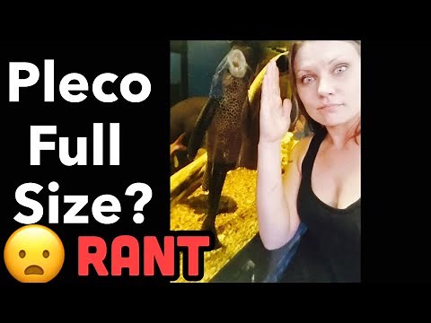 Pleco Fish Full Size Length? RANT
