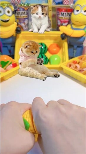 Making yellow corn chocolate ASMR toy restaurant 🔪😻 #cat #kitten
