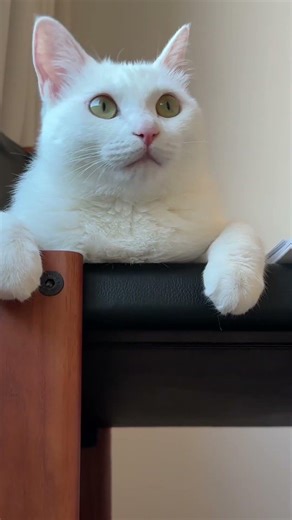 毎日当たり前だった「散らばる猫砂」💦PetSnowy SNOW＋ 全自動猫トイレがその悩みをスマートに解決します✨