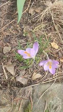 Spring Magic Is Here — Time to Create Beauty💖🥀🌷🌺#plants #flowers #farm #spring