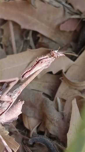 Alien like animal #animals #anime #insects #mantis #prayingmantis #shorts