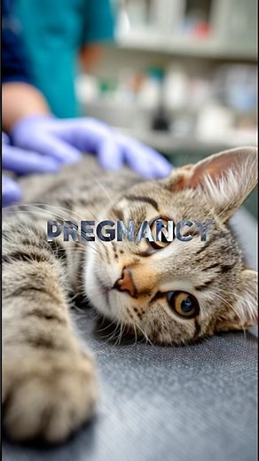 A Deep Dive Into Cat Pregnancy