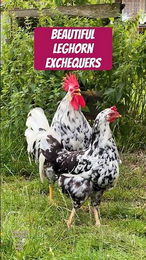Beautiful EXCHEQUER LEGHORN rooster crowing! #exchequerleghorn #leghornchicken #rooster #hühner