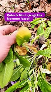 8.1K views · 253 reactions | Primula vulgaris - Mart çiçeği çuha...