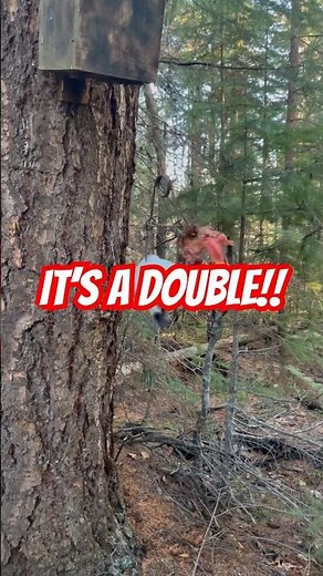 Squirrel trapping, weasels and marten trapping with 120 conibears