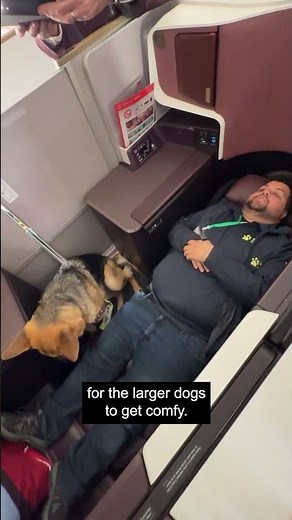 Three dogs in training, three aircraft, one mission: making air travel accessible for all. ✈️🐾