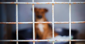 Lee County commissioners approve changes to animal control ordinance