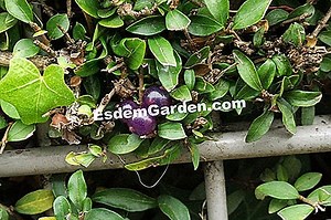 Lonicera nitida, grmlje grmlje 🌿 Sve O Vrtu I Vrt Dizajn - 2025