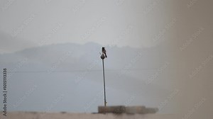 Asian Red vented Bulbul bird sitting on a metal pipe with sky background, A single Dark-capped Bulbul Bird