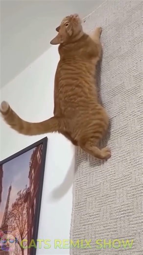 Cats Remix Show: Cutest Moments 🐾💕 #funny #cat #cutepets