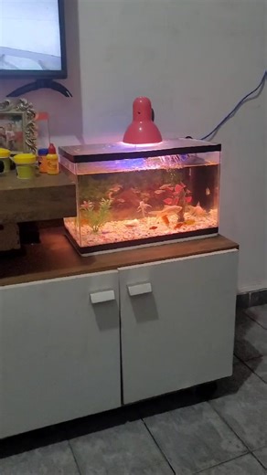 Soltei um toletão de bosta na fenda do biquíni #meme #viral