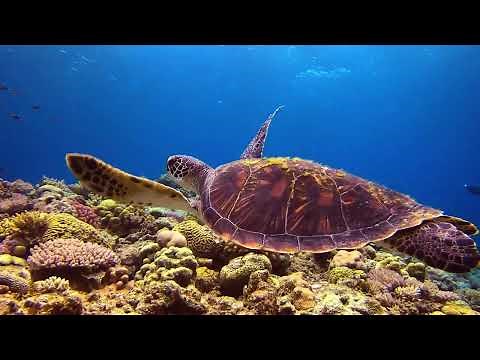Dive into Okinawa's Underwater World