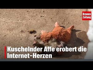 Cuddly monkey conquers internet hearts | krone.tv NEWS