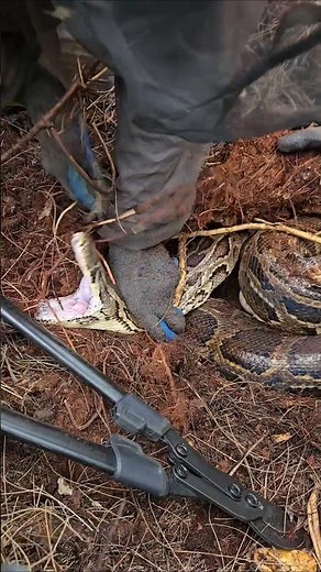 CRAZY FAST PYTHON BITE!