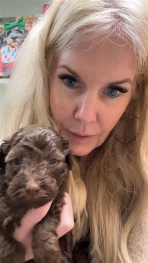 Downsville Doodles on Instagram: "She is soooo gorgeous!!! 🩷 Mini Australian labradoodle www.downsvilledoodles.com"