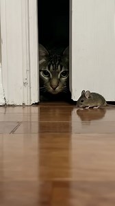 That wasn’t luck… that was a miracle 🐭🙏 | Middle Pets