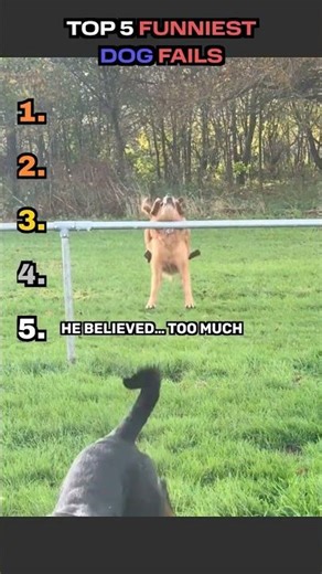 Ranking Funniest Dog Fails 💀🐶