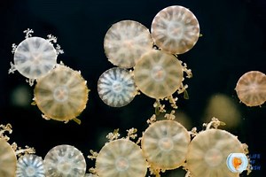 Moon Jellyfish Breeding | Exotic Pets| Everything To Know |