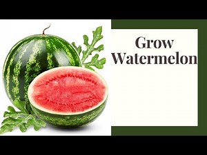 Grow Watermelon: Zone 6 Beginner Friendly