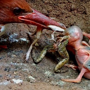 23M views · 79K reactions | Eat frogs .Part 1#birds #kingfisher #tengkek #wildbird #wildlife #birdlovers #beautifulbird #birdwatching #frogs #nature #animals | Camera Birds23 | Facebook