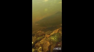 A glimpse of spawning 'ferox' trout today, despite the fact that they knocked the camera over. These large predatory brown trout are rarely seen, spending most of their time chasing Arctic charr in the depths of deep Scottish lochs :) | Ness District Salmon Fishery Board