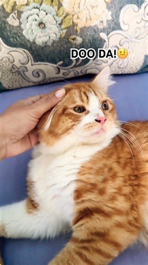 Someone's gonna die!😾 #cat #catvideos #funnycats #catshorts #cats #cutecat #kitten #catmemes #kitty