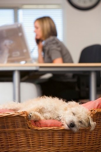 Bringing Your Dog to Work, How to Do It Safely | Preventive Vet