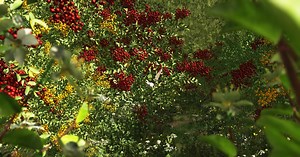 Xfrog 5.5 for C4D - Create and Animate Organic Models