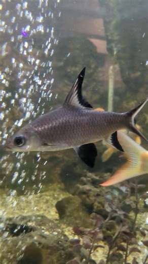 fish 🐠 😎 #youtubeshorts #animals