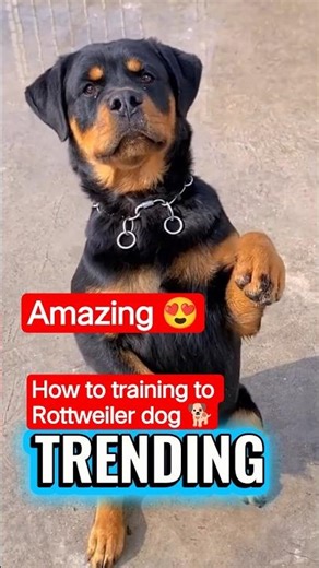 Rottweiler Dog Training 🔥 Powerful & Smart Dog #shorts #rottweiler #rottweilertraining #dogtraining