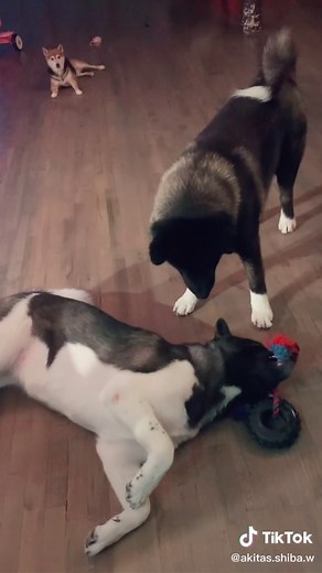 Akitas play. Thry are so in love 🐻🐺今日のさくらとスパーキーも仲良し❤️💙#アメリカンアキタ ##americanAkita #NYC