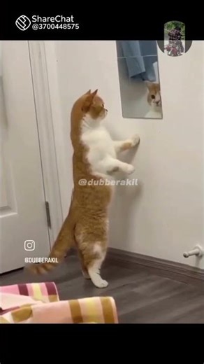 #cat comedy M4 tech junior please subscribe 😂😂😂