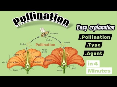 Pollination Explained | Types & Pollinating Agents | Class 12 Biology