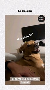 So confirma que solo quieren a un dueño?😂 🎬 Creditos tt: nikolafichi #parati #indirectas #mascotas #perrosgraciosos | aldia.click
