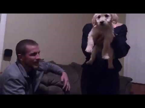 puppy surprise compilation NO:31